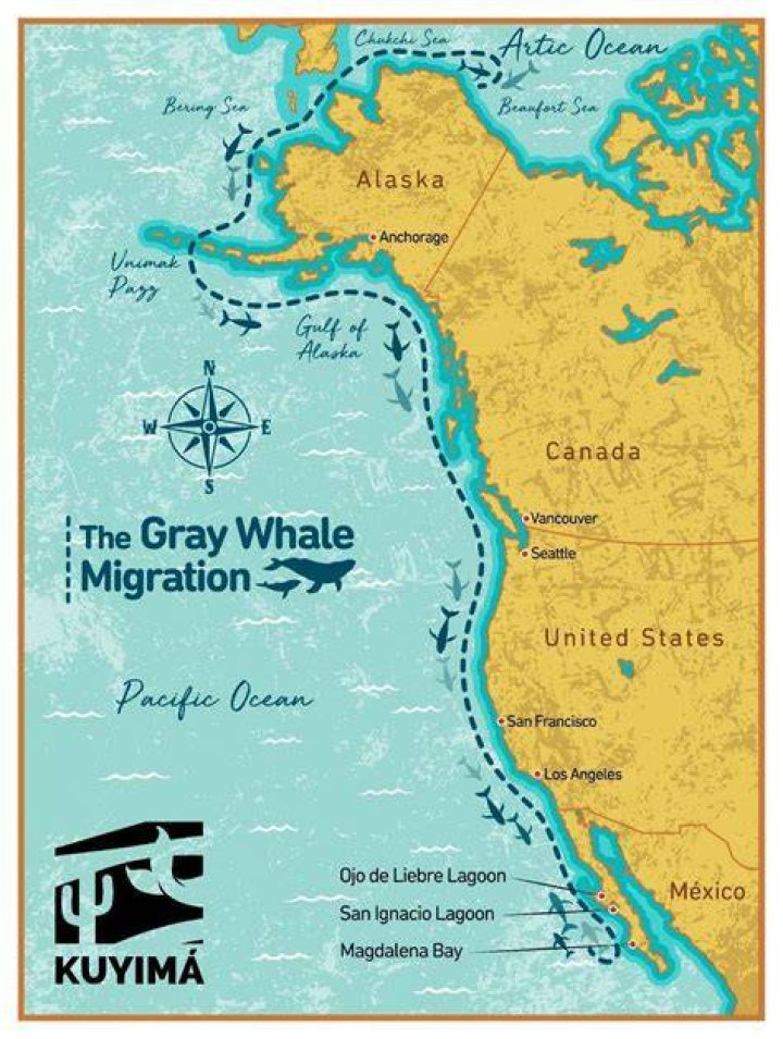 Journey North GrayWhale Migration