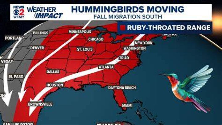 Journey North: Hummingbird Migration