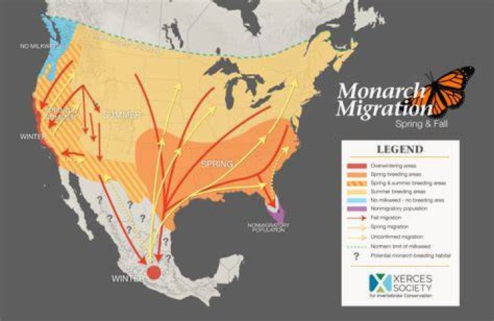 Journey North Symbolic Monarch Butterfly Migration