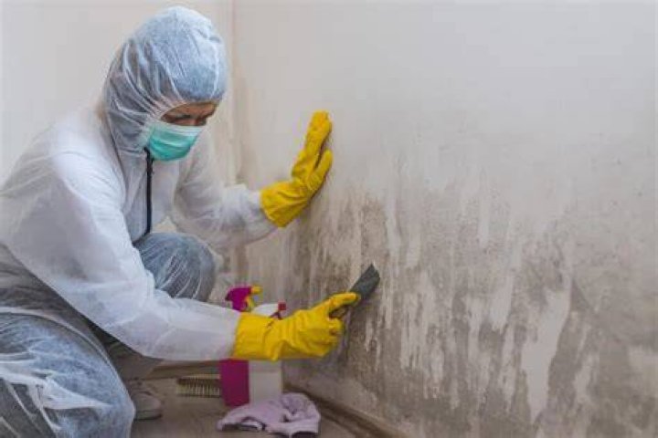 Local Mold Removal Services East Portland Oregon