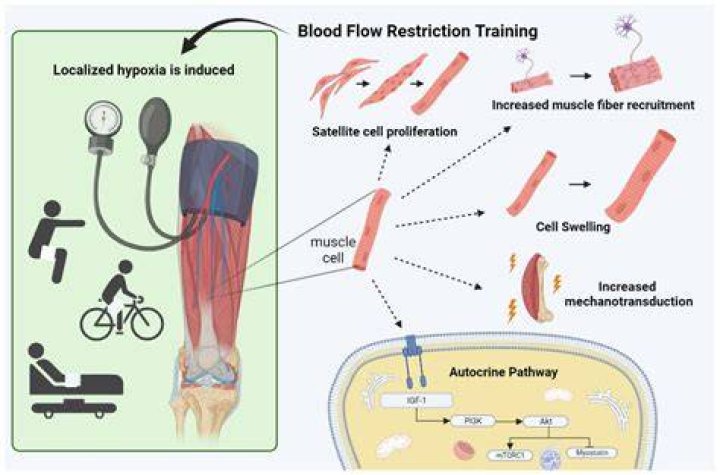 loenneke, jeremy p. low intensity blood flow restriction training: a meta-analysis