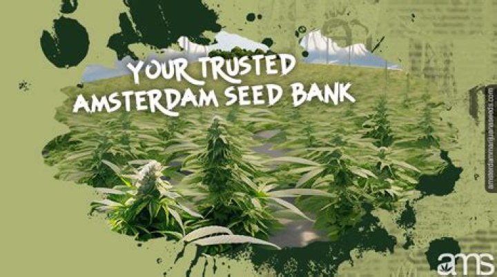 Marijuana Seeds Amsterdam Seed Bank