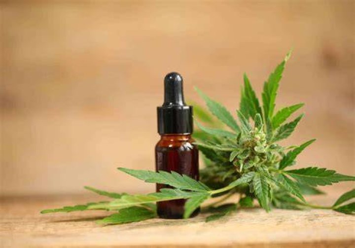 Marijuana Seeds Dispensary Bay Area