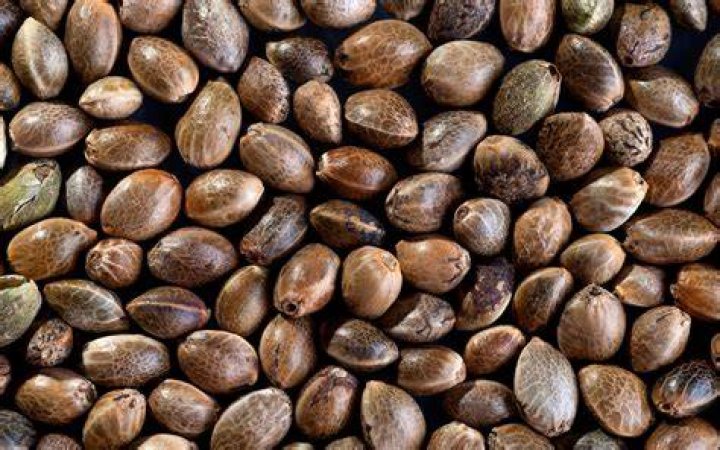 Marijuana Seeds For Sale On Ebay