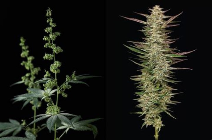 Marijuana Seeds In Las Vegas