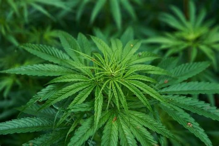 Marijuana Seeds Tucson Az