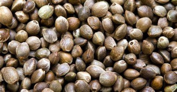 Medical Marijuana Seeds Oklahoma