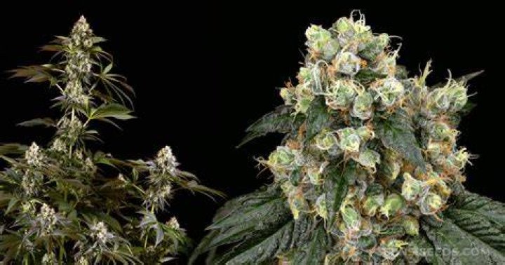 Medicine Man Marijuana Seeds