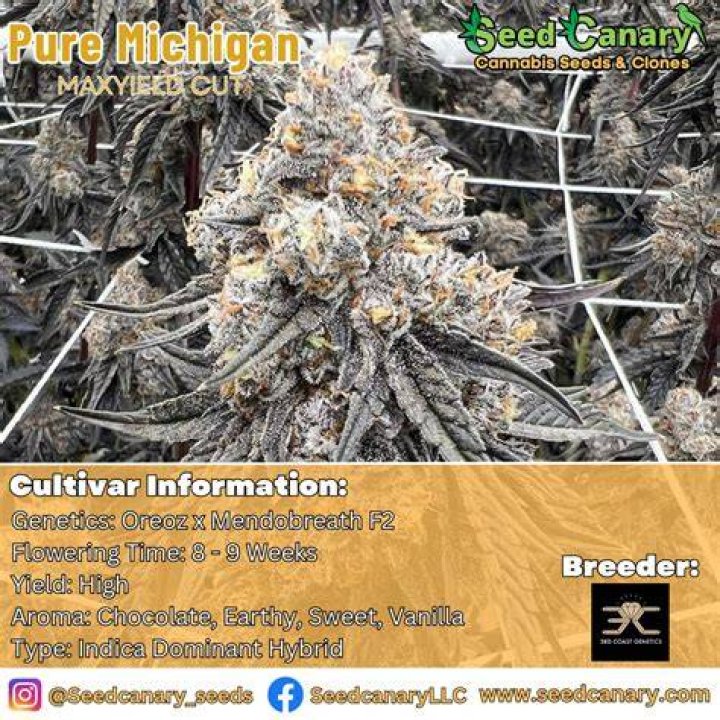 Michigan Marijuana Seeds. Org
