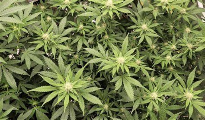 Most Expensive Marijuana Seeds