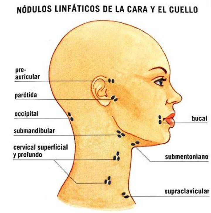 Nódulos linfáticos
