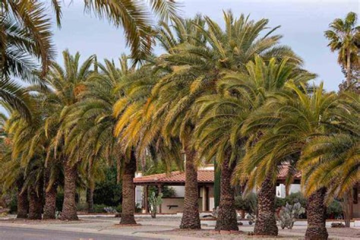 Palm Tree Trimming Company in El Paso, TX