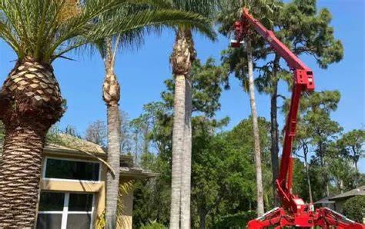 Palm Tree Trimming Service in Daytona Beach, FL