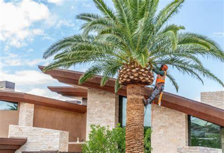 Palm Tree Trimming Service in Palm Desert, CA