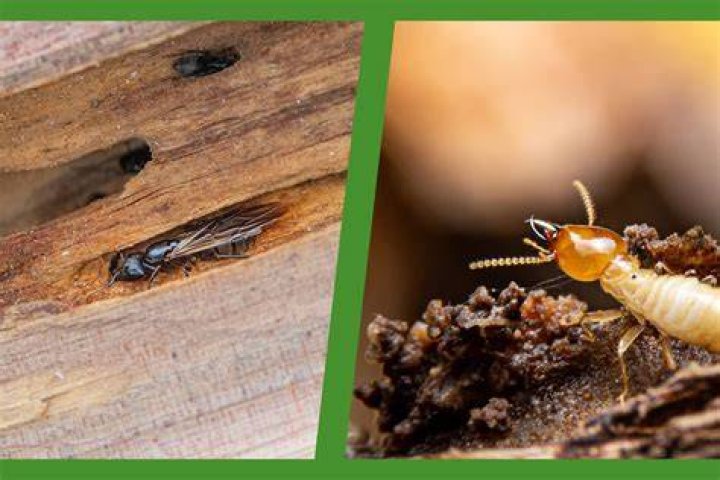 Pest Control Jupiter FL - Termite and Pest Control Jupiter