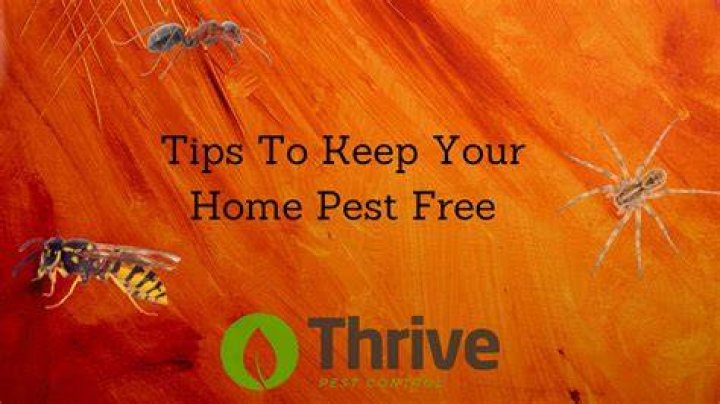 Pest-Free Living in McKinney Texas