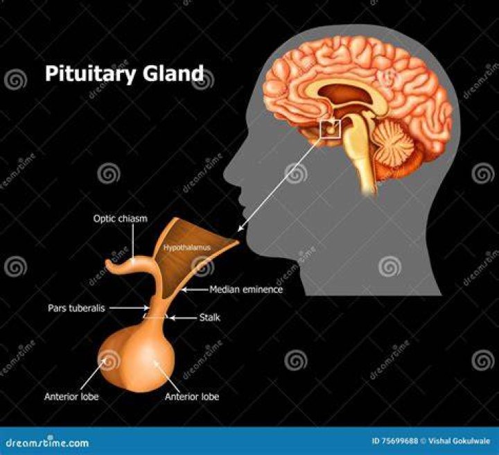 ต่อมใต้สมอง (Pituitary gland)