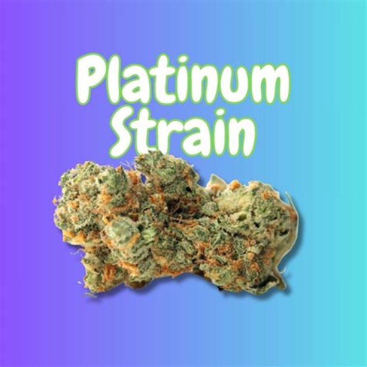 platinum strain weed - gushers weed strain