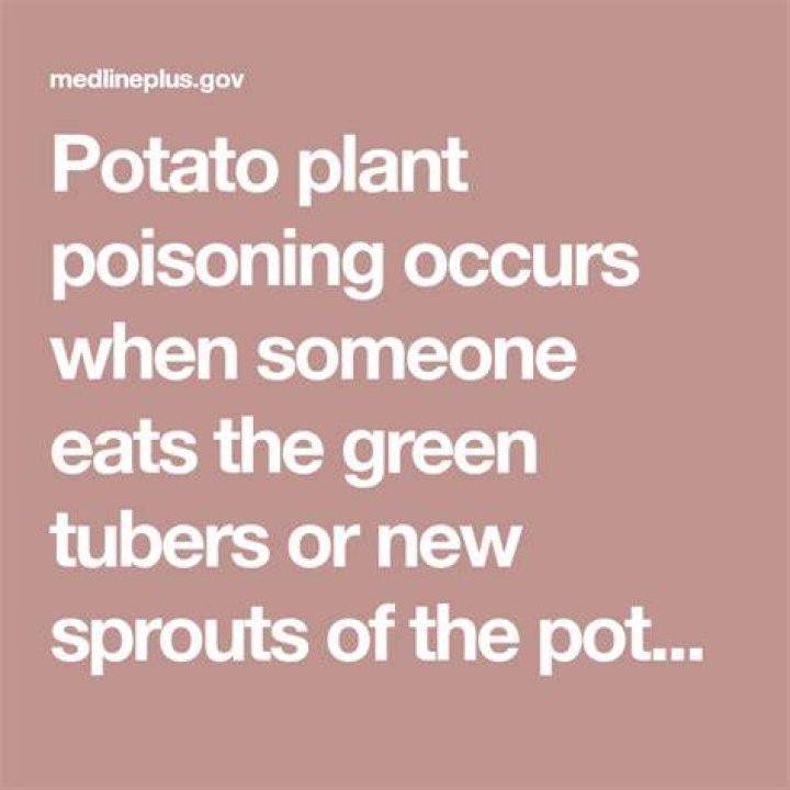 Potato plant poisoning - green tubers and sprouts