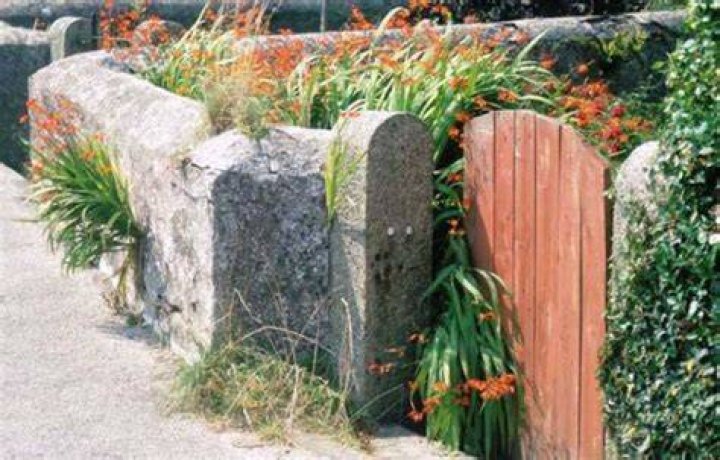 Preventing the spread of invasive plants from your garden