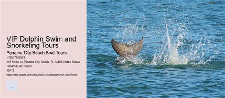 Private Dolphin and Snorkeling Tours Up to 13 People