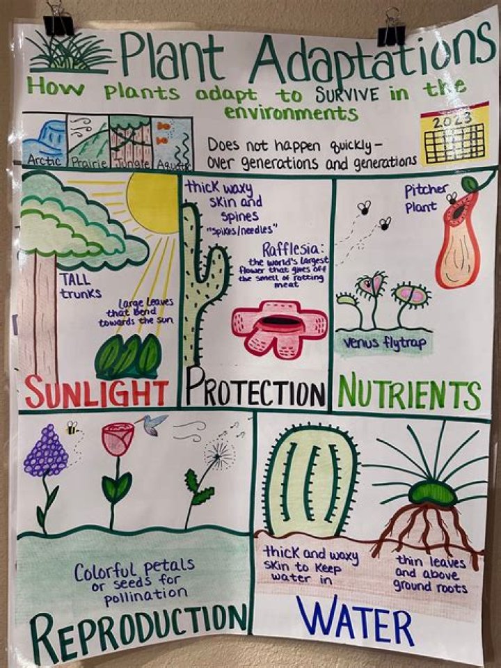 Project Discovery / Adaptations