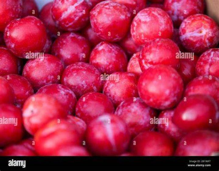 PULMS