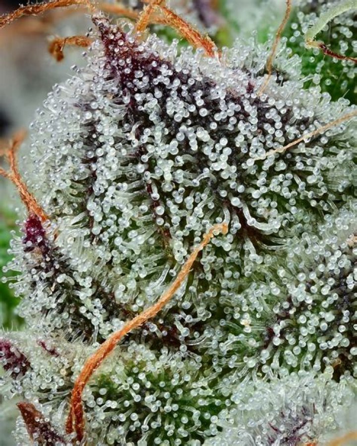 red pill strain weed - gushers weed strain