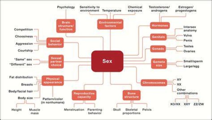 SEXOLOGY---Imprinted Sex-Scripts by JAMES PARK
