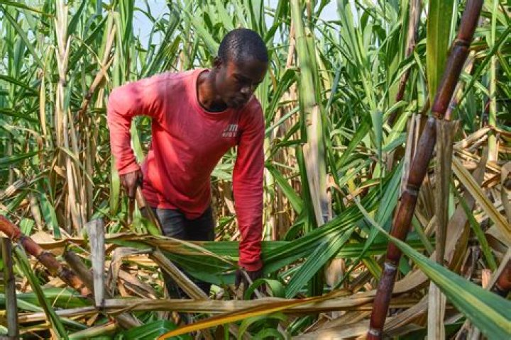 Slavery In Kenya's Western Kenya Sugar Industry