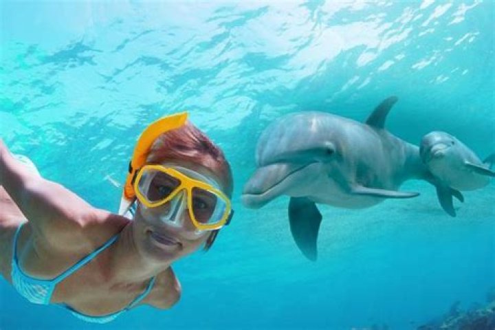 Snorkeling and Dolphin Tours Panama City Beach Attractions