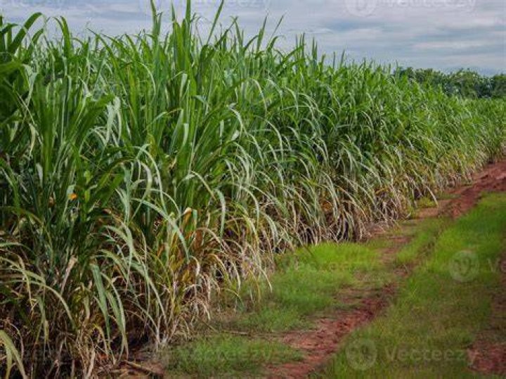 Sugarcane