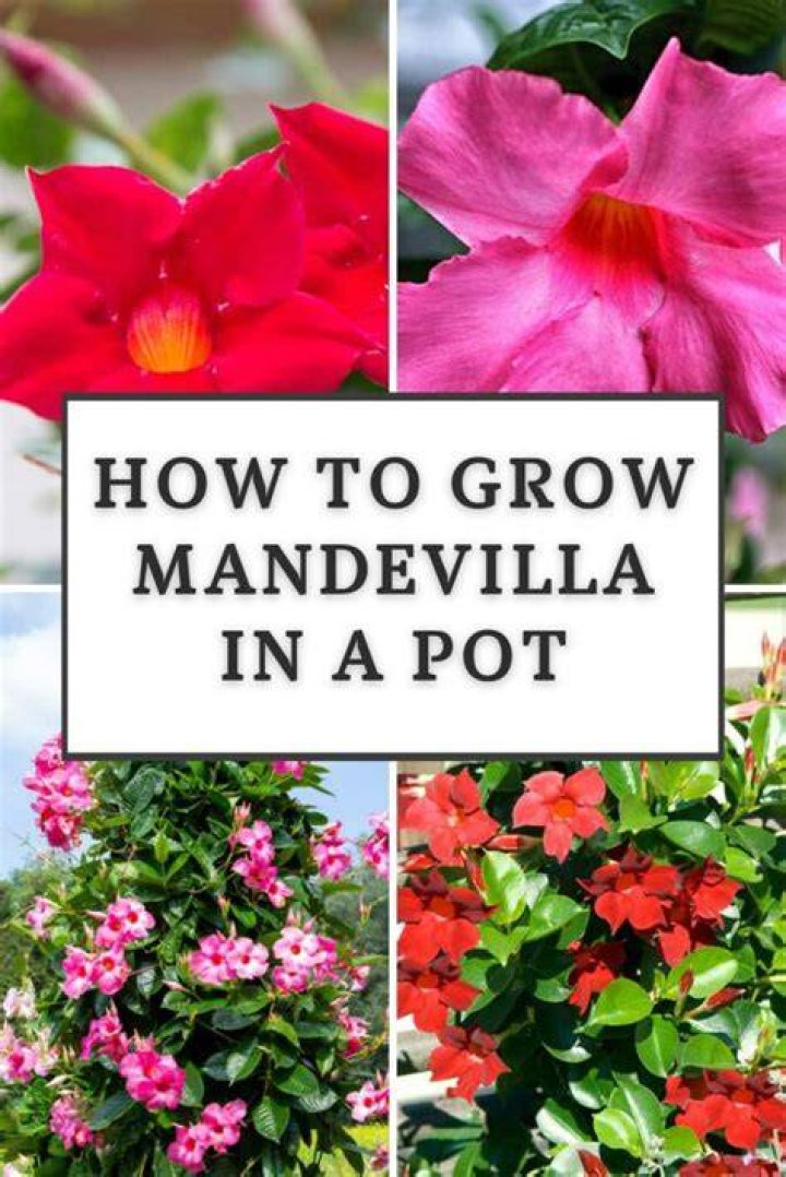 Super Useful Tips to Improve Mandevilla Plants