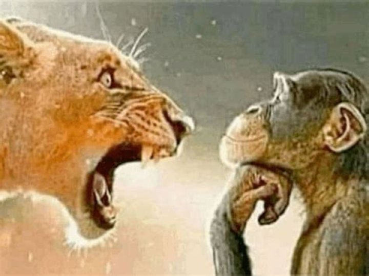 The Roaring Truth: What's Up With That Lion Yelling at Monkey Moment?