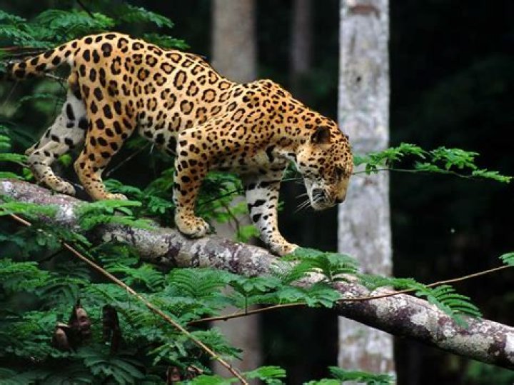 The Spirit of Jaguars on the Island