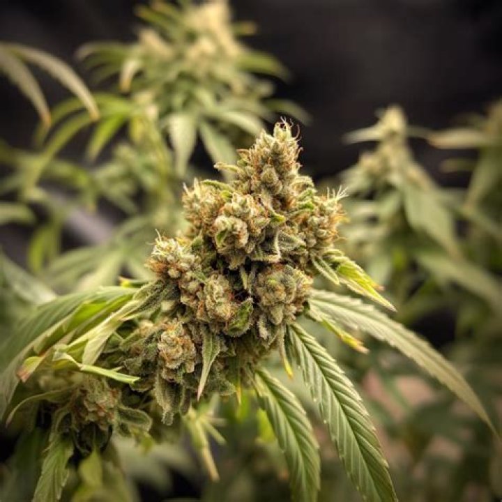 the weed strain pitbull - gushers weed strain