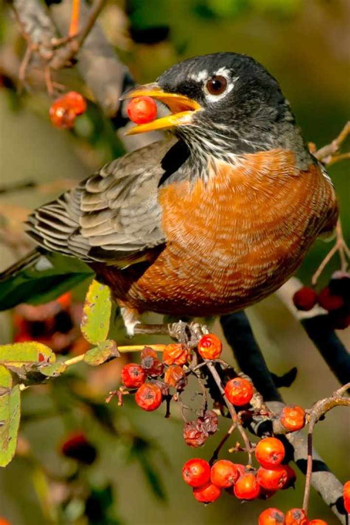 This Robin is Bathing: Journey North American Robin