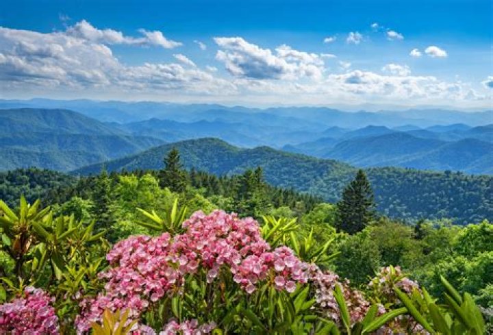 Top Blue Mountains Website Company