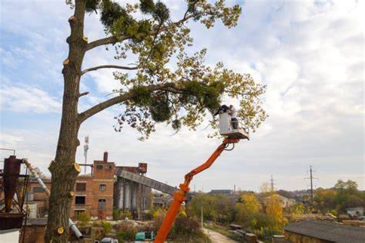 Tree Lopping Service Ipswich - AAA Tree Lopping Ipswich