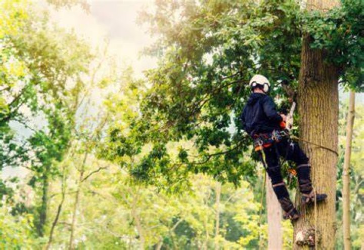 Tree Removal in Abilene TX