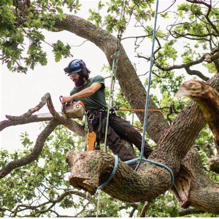 Tree Removal in Aetna Estates CO