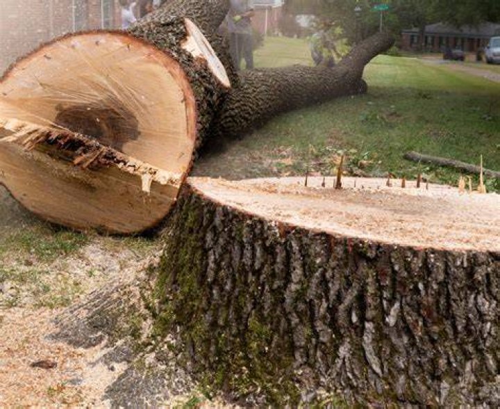 Tree Removal in Akron IN