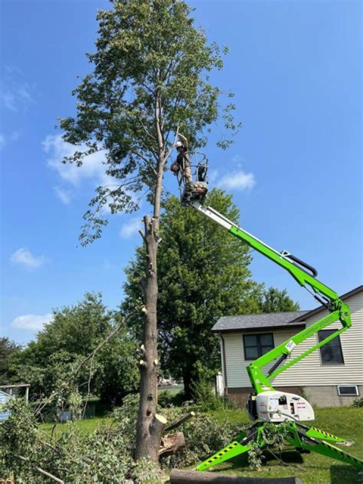 Tree Removal in Allison IA