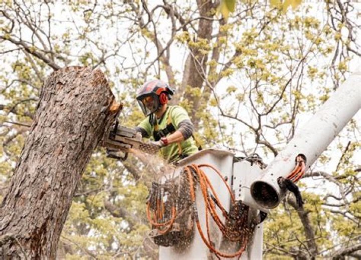 Tree Removal in Alvin TX