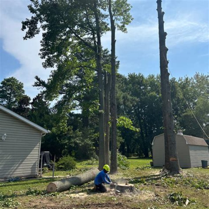 Tree Removal in Annapolis MD