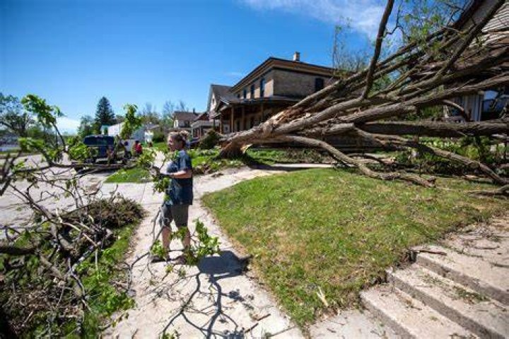 Tree Removal in Appleton WI