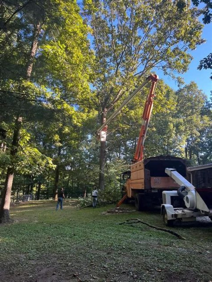Tree Removal in Athens TN