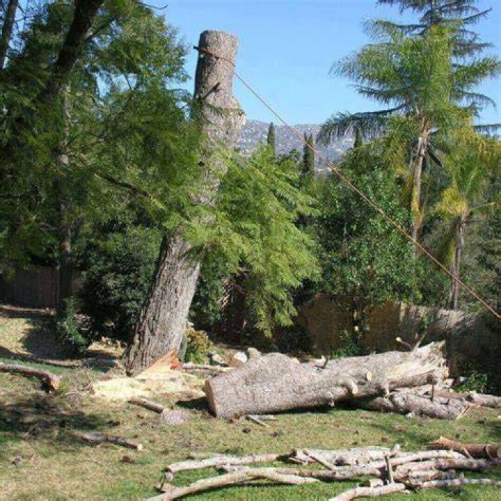 Tree Removal in Augusta GA