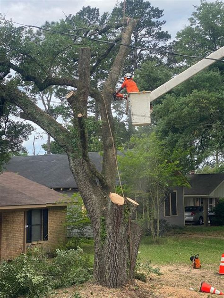 Tree Removal in Bedford TX