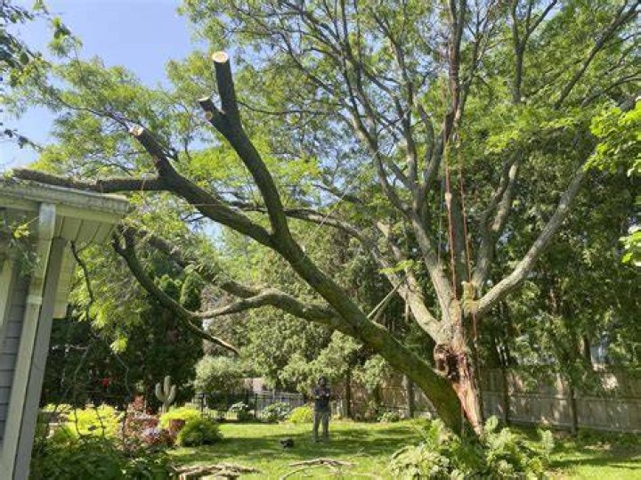 Tree Removal in Beloit OH